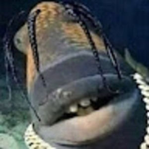 Meet your Posher, Janice